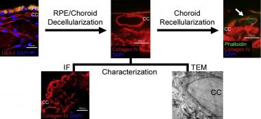 Graphical Abstract of Paper